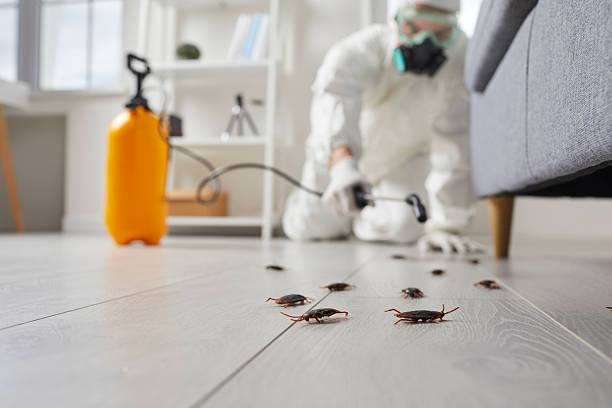 Commercial Kitchen Cockroach Control in Echelon